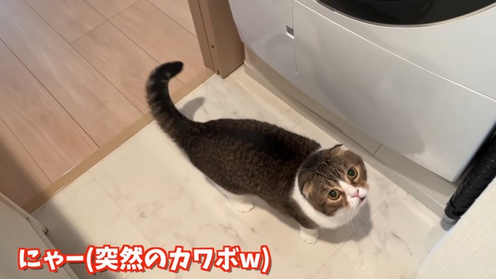 上を向いている猫