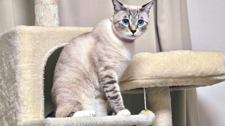 キャットタワーにいる猫