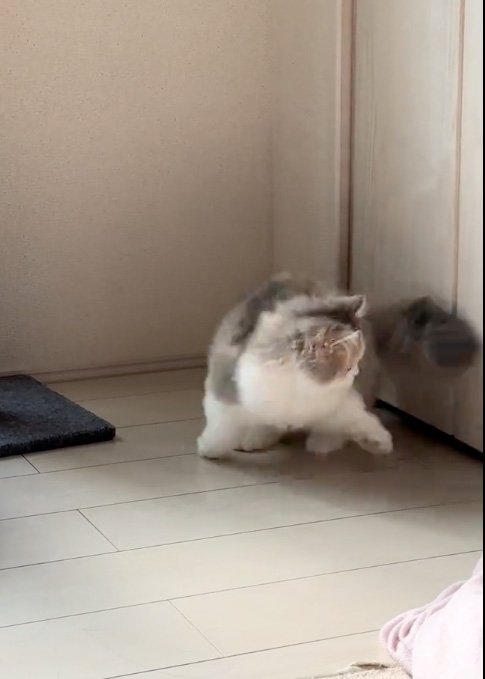 追う猫