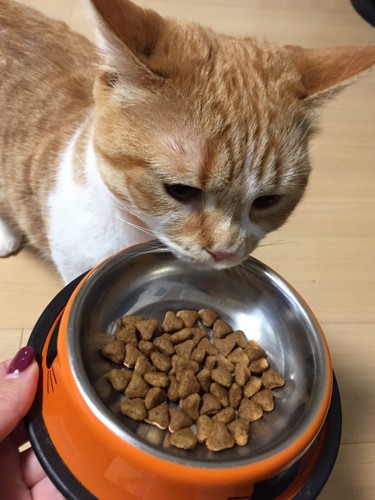 ご飯を目の前にした猫