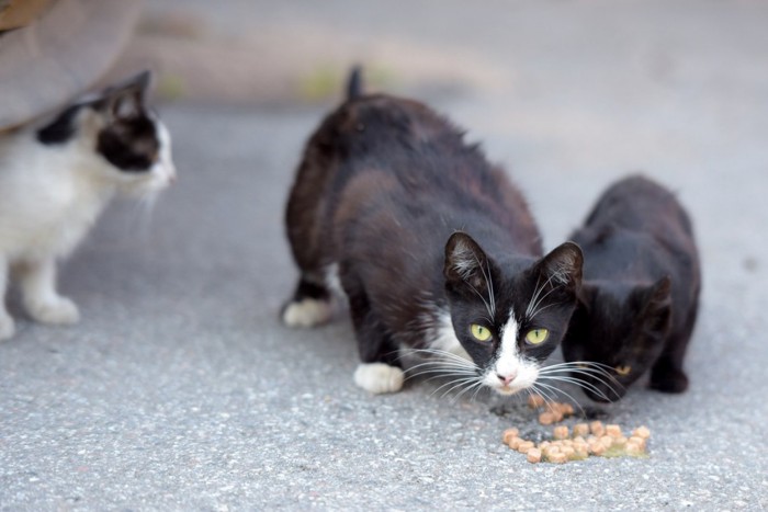 ご飯を食べる野良猫