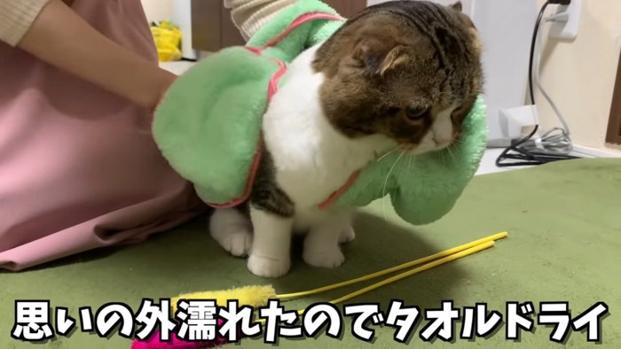 体を拭かれる猫