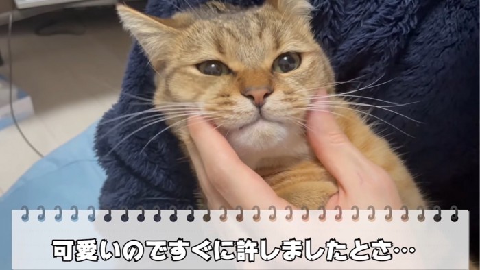 口元をつままれる猫