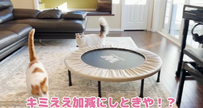 逃げる猫