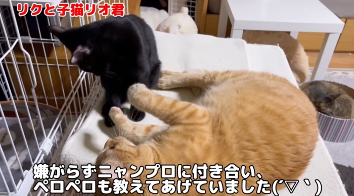 子猫と遊ぶ大人の猫