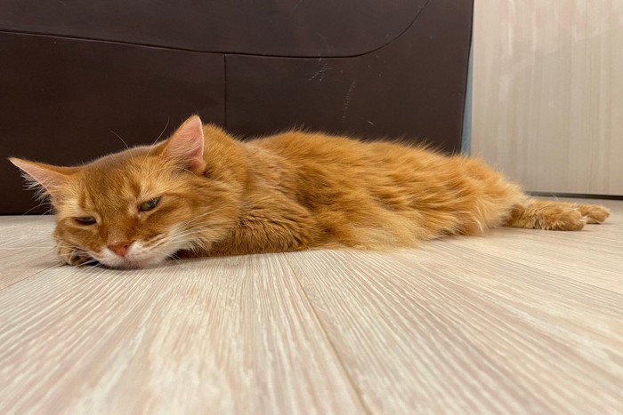 床で寝そべる猫