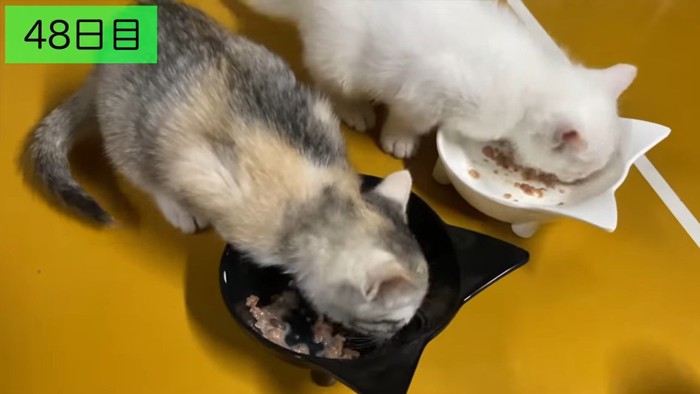 ごはんを食べる子猫