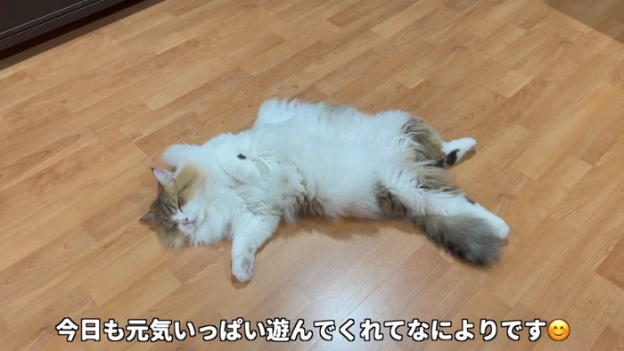 仰向けで寝る猫