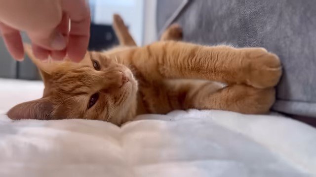 寝転がる猫を撫でる人の手