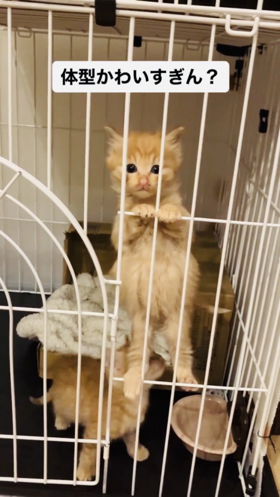 ケージに登る茶トラ子猫
