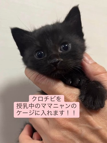 人の手の中にいる子猫