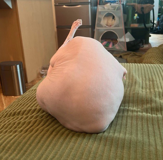背中を丸めてうずくまる猫の背中