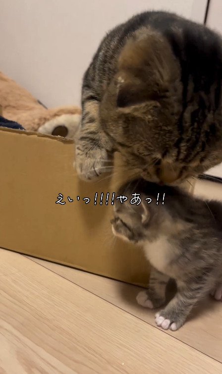 子猫を攻撃する猫