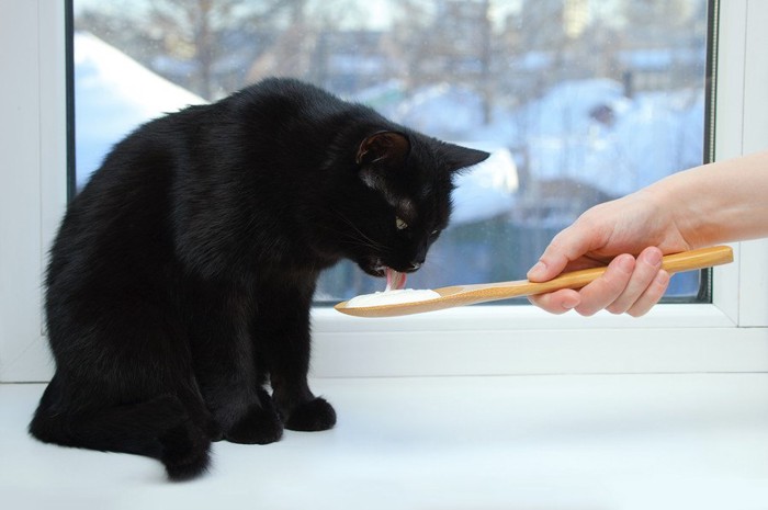 餌を貰う猫