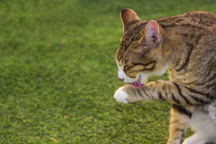 手を舐める猫