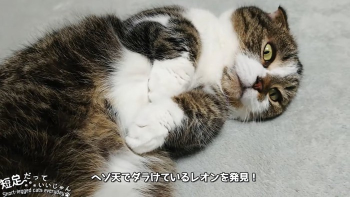 仰向けの猫