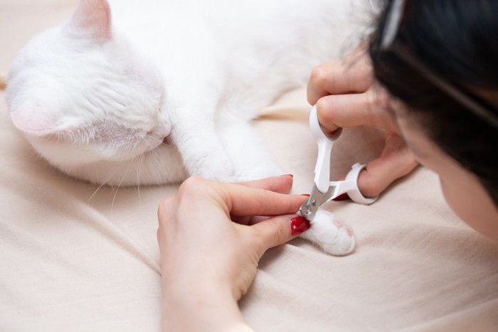 猫の爪を切ろうとする女性