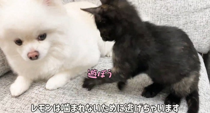 ちょっかいを出す猫