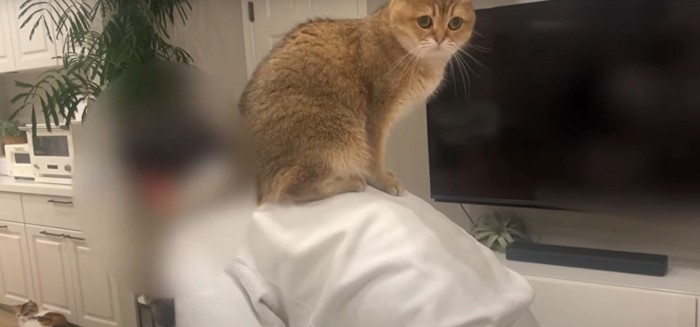 背中に乗る猫(右向き)
