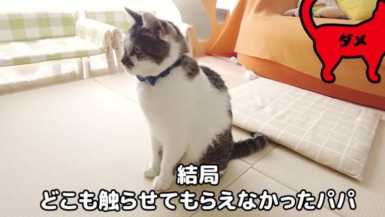 室内にいる猫