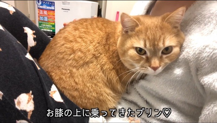 女性の膝の上に乗る猫