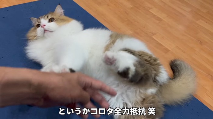 人の手を蹴る猫