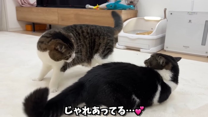 じゃれ合う2匹の猫