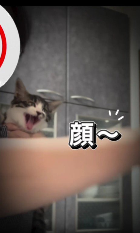 肩に乗っている子猫