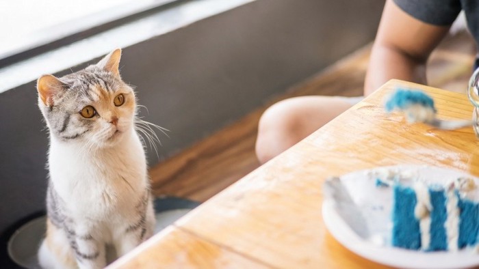 食べ物に興味がある猫