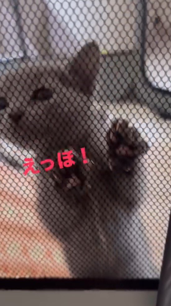 あたりを見まわしながらサークルの壁を登る子猫