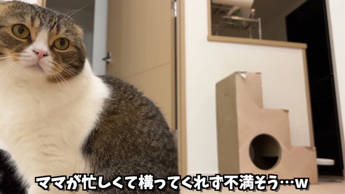 座る猫