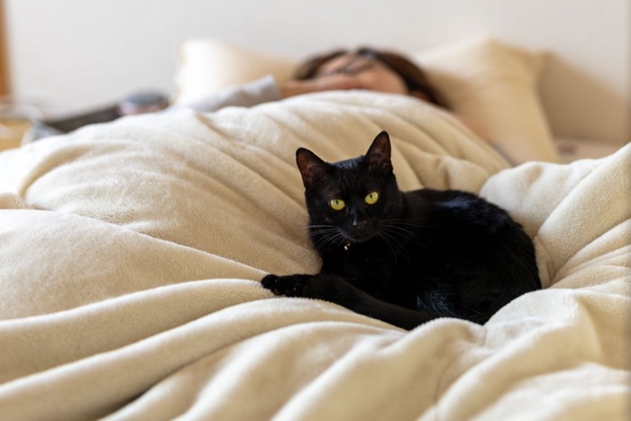 飼い主と一緒に眠る猫