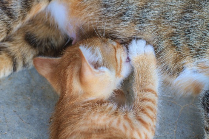 茶トラの子猫