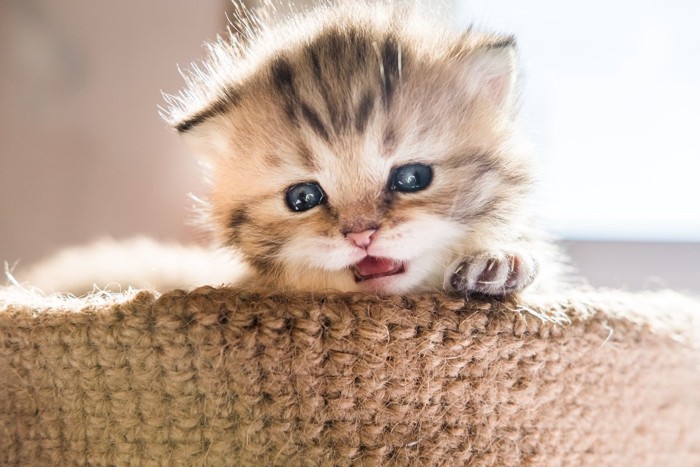 不安げな表情で鳴く子猫
