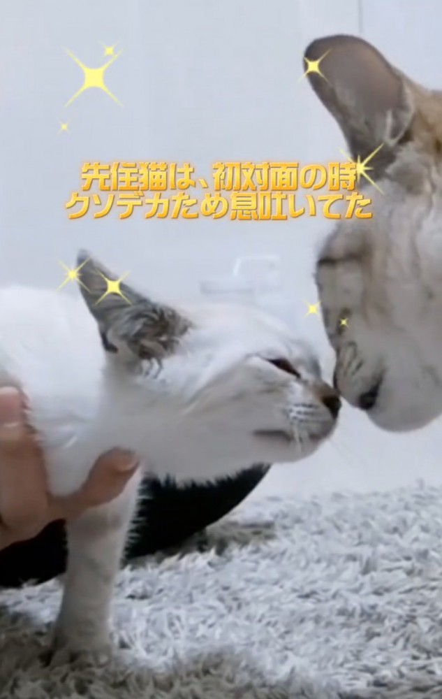 猫同士の挨拶