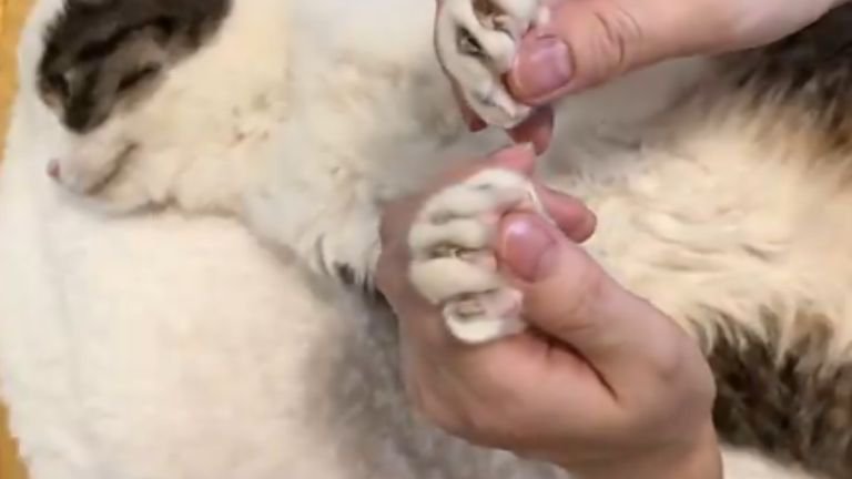 室内にいる猫