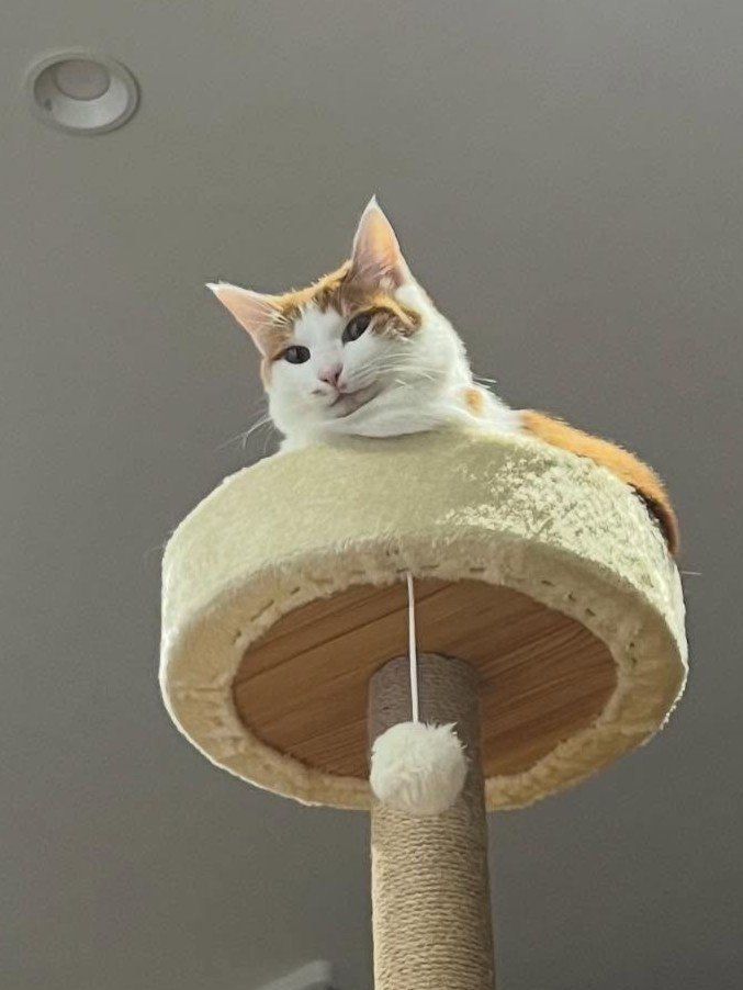 見下ろしている猫