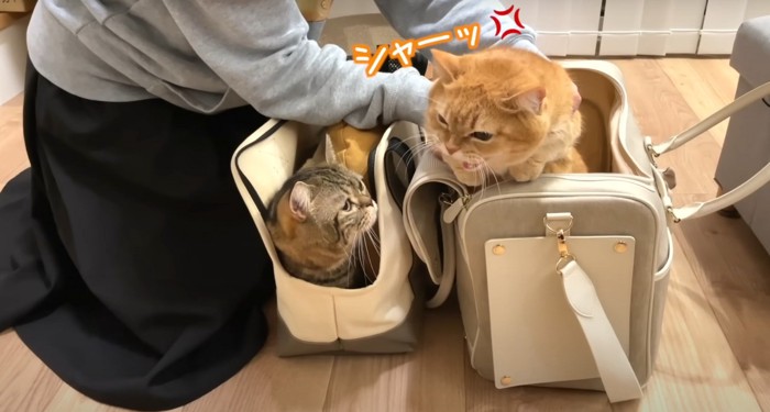 威嚇する