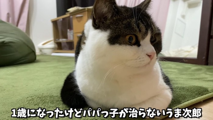 香箱座りの猫