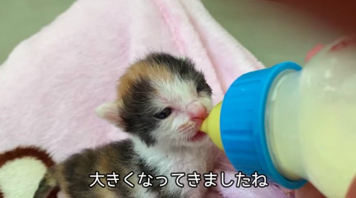 ミルクを飲む子猫