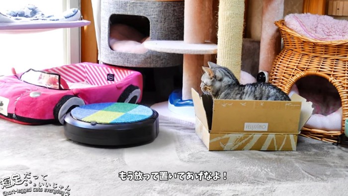 箱に入る猫