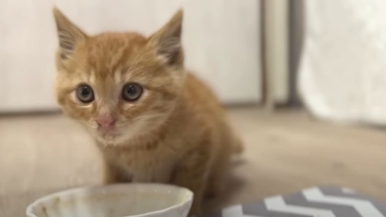 ご飯を食べている猫