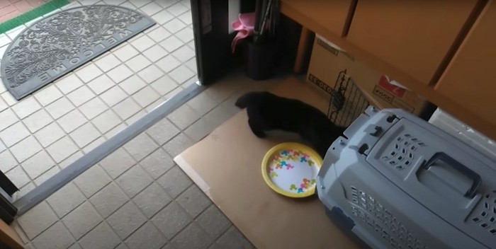 クレートの中に入ろうとしている猫