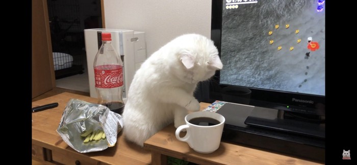 コーラに興味津々