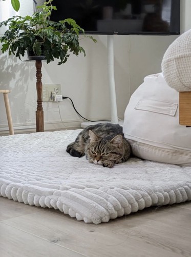 飼い主に気づいて目を開けるミヌエット