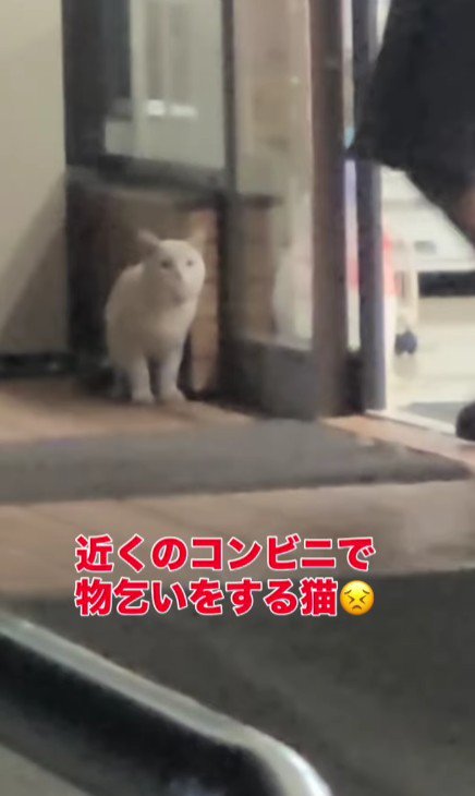 コンビニの前に座り込む猫