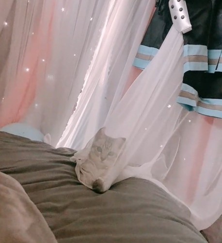 こちらを見つめる子猫