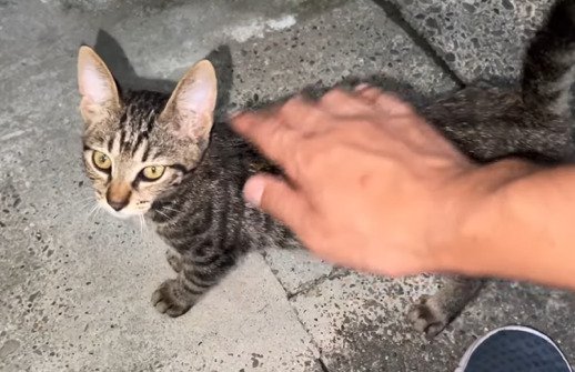撫でられる子猫
