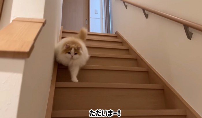 階段を駆け降りる猫