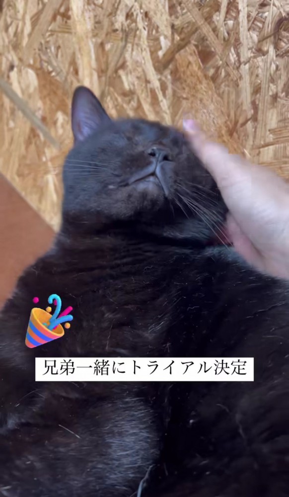 黒猫の頭をなでる人の手